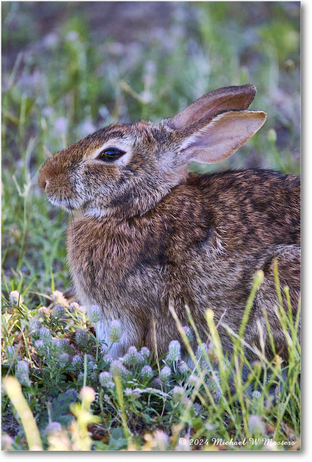 Rabbit_ChincoNWR_2024Jun_R5B28135