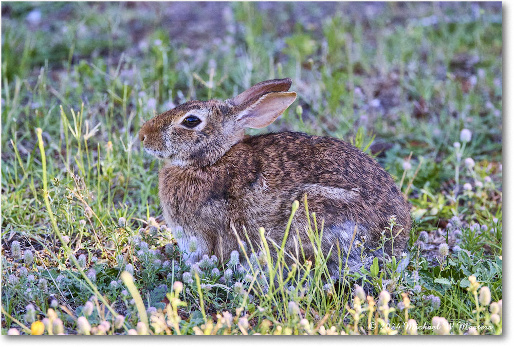 Rabbit_ChincoNWR_2024Jun_R5B28138