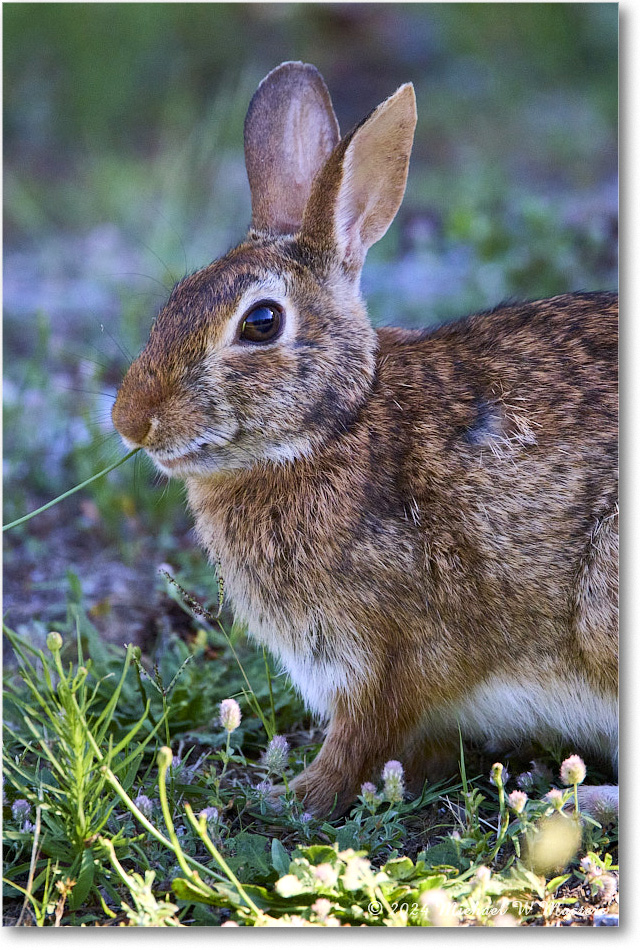 Rabbit_ChincoNWR_2024Jun_R5B28146