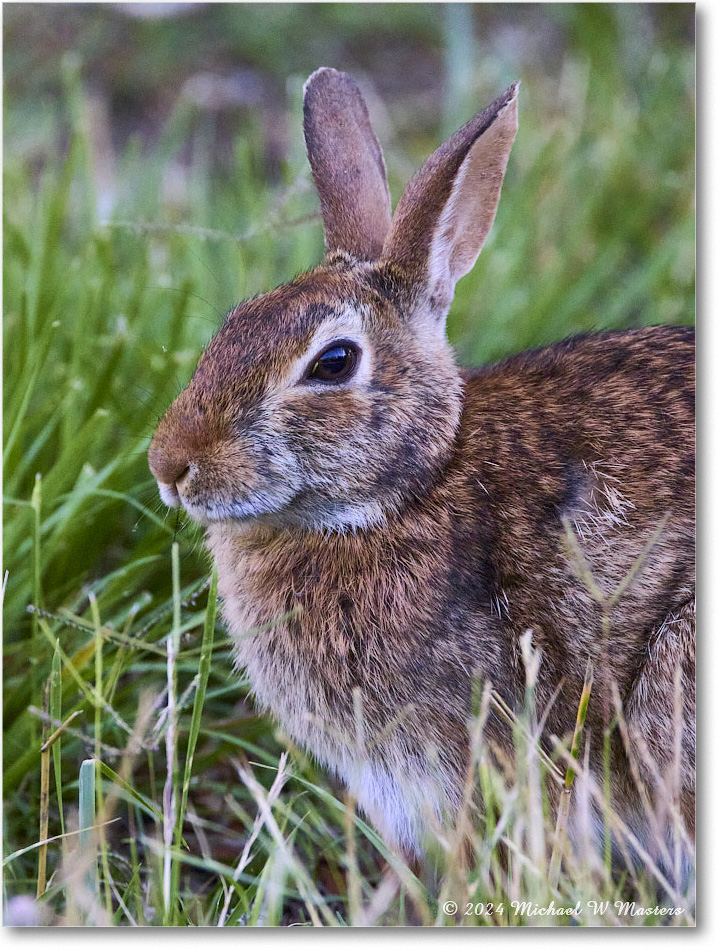 Rabbit_ChincoNWR_2024Jun_R5B28153