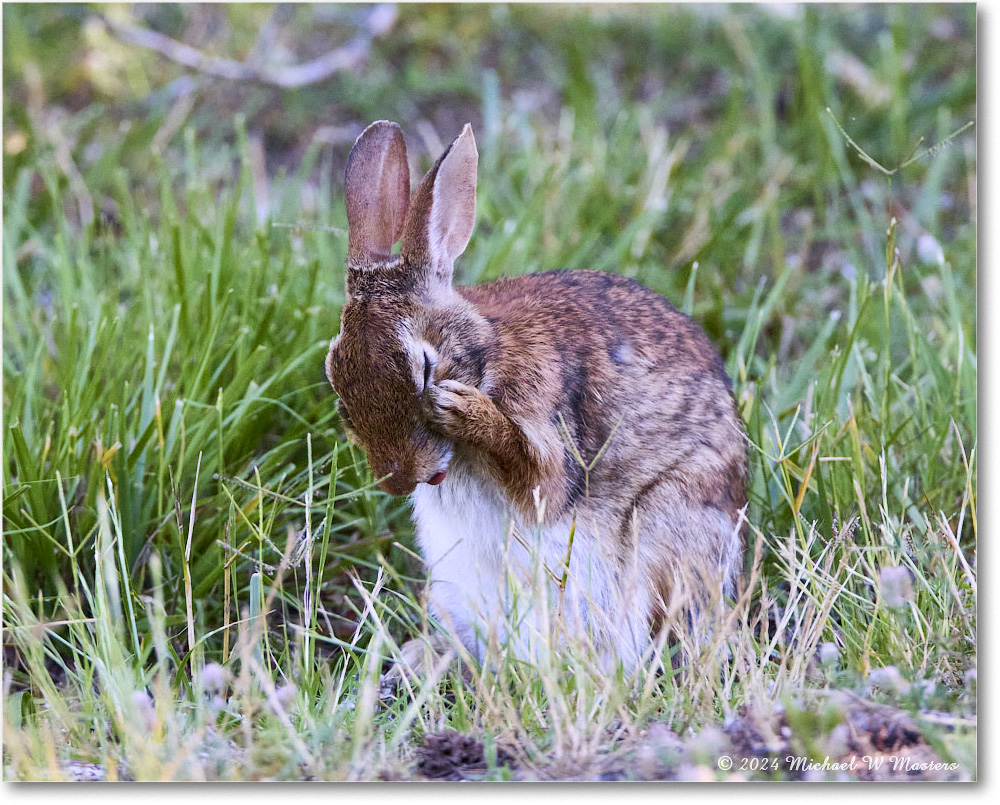 Rabbit_ChincoNWR_2024Jun_R5B28156