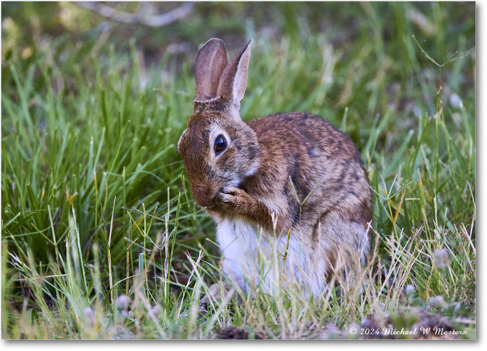 Rabbit_ChincoNWR_2024Jun_R5B28157