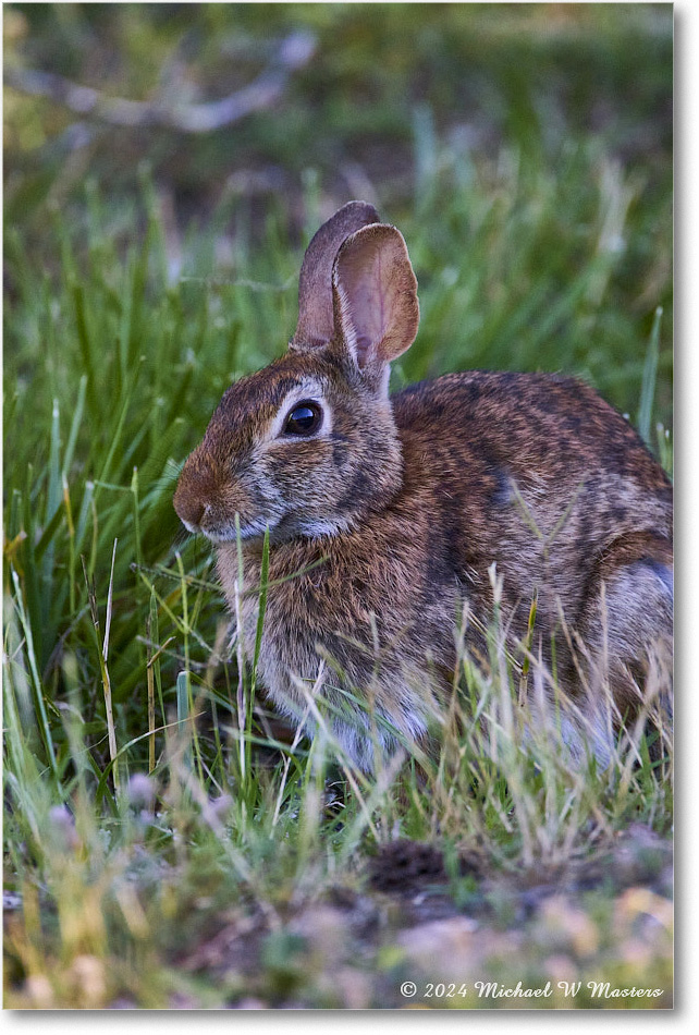 Rabbit_ChincoNWR_2024Jun_R5B28164