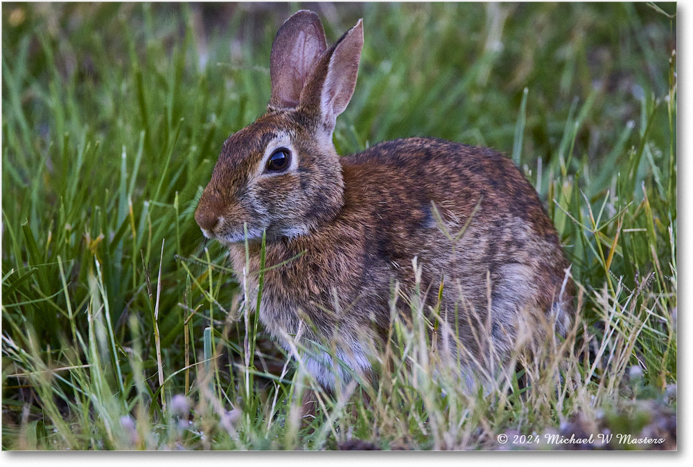 Rabbit_ChincoNWR_2024Jun_R5B28165