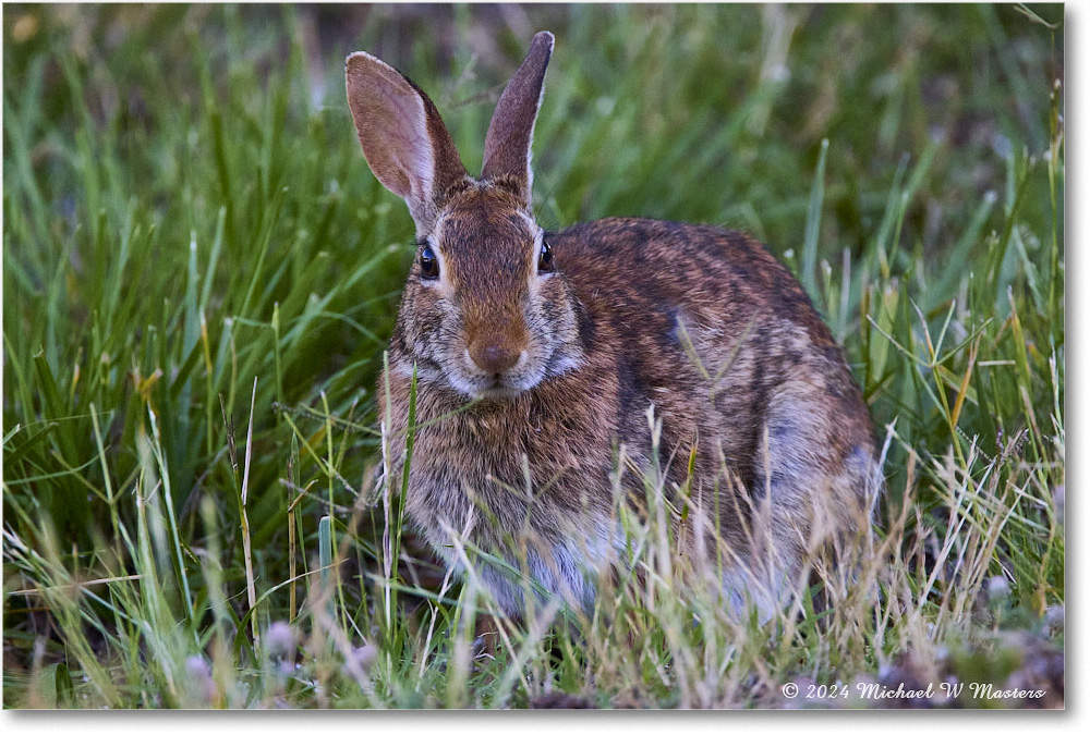 Rabbit_ChincoNWR_2024Jun_R5B28166