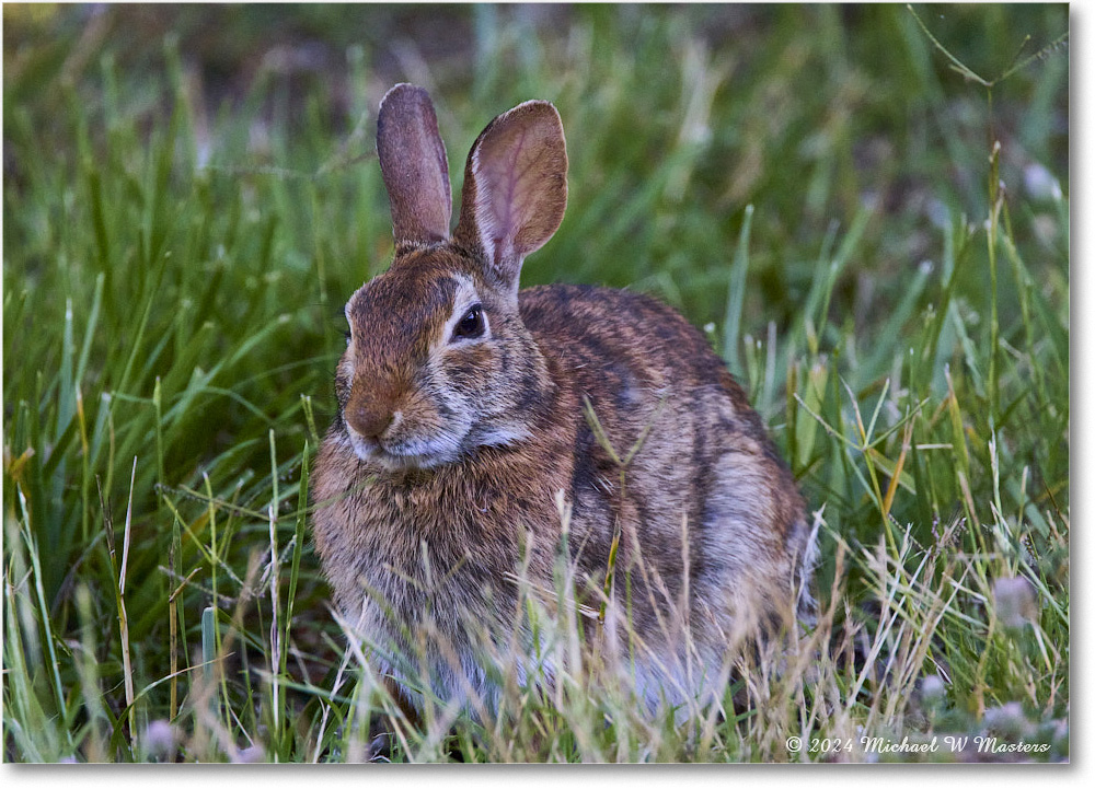 Rabbit_ChincoNWR_2024Jun_R5B28173