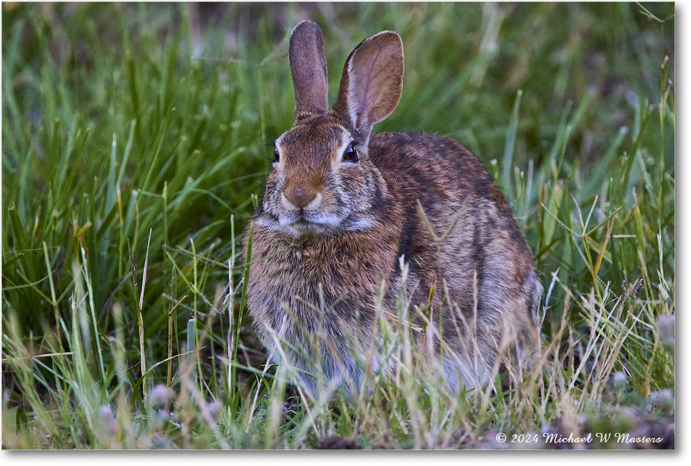 Rabbit_ChincoNWR_2024Jun_R5B28177