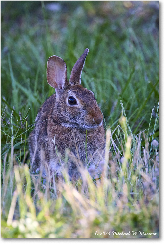 Rabbit_ChincoNWR_2024Jun_R5B28195