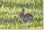 Rabbit_ChincoNWR_2024Jun_R5A23744