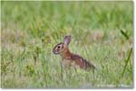 Rabbit_ChincoNWR_2024Jun_R5A24185