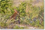 Rabbit_ChincoNWR_2024Jun_R5A24297