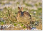 Rabbit_ChincoNWR_2024Jun_R5A24298