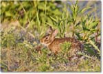 Rabbit_ChincoNWR_2024Jun_R5A24312