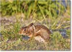 Rabbit_ChincoNWR_2024Jun_R5A24321