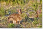 Rabbit_ChincoNWR_2024Jun_R5A24331