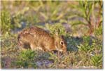 Rabbit_ChincoNWR_2024Jun_R5A24333