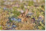 Rabbit_ChincoNWR_2024Jun_R5A24335