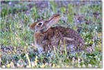 Rabbit_ChincoNWR_2024Jun_R5B28131