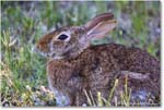 Rabbit_ChincoNWR_2024Jun_R5B28133