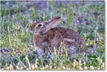 Rabbit_ChincoNWR_2024Jun_R5B28138