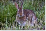 Rabbit_ChincoNWR_2024Jun_R5B28166