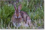 Rabbit_ChincoNWR_2024Jun_R5B28172