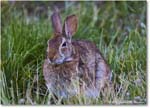 Rabbit_ChincoNWR_2024Jun_R5B28173