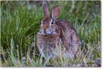 Rabbit_ChincoNWR_2024Jun_R5B28177