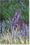 Rabbit_ChincoNWR_2024Jun_R5B28180