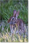 Rabbit_ChincoNWR_2024Jun_R5B28185