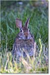 Rabbit_ChincoNWR_2024Jun_R5B28199