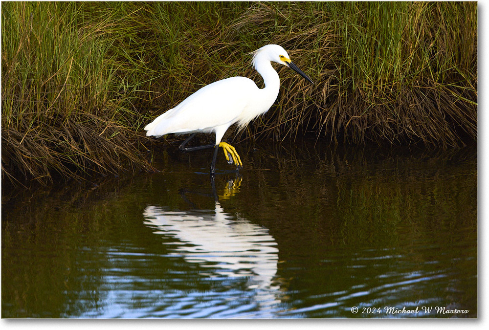 SnowyEgret_ChincoNWR_2024Jun_R5A23767