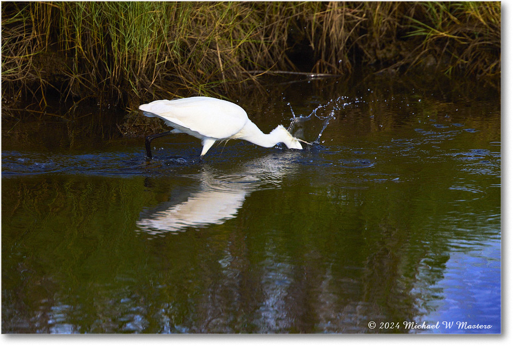 SnowyEgret_ChincoNWR_2024Jun_R5A23775