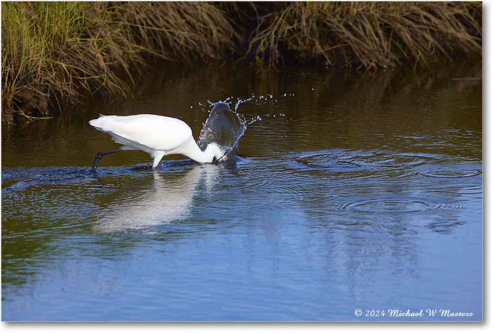 SnowyEgret_ChincoNWR_2024Jun_R5A23785