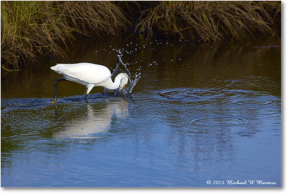 SnowyEgret_ChincoNWR_2024Jun_R5A23786