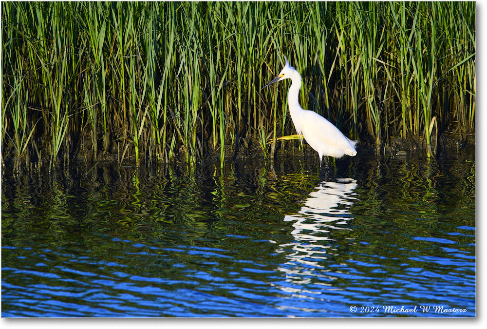 SnowyEgret_ChincoNWR_2024Jun_R5B28048