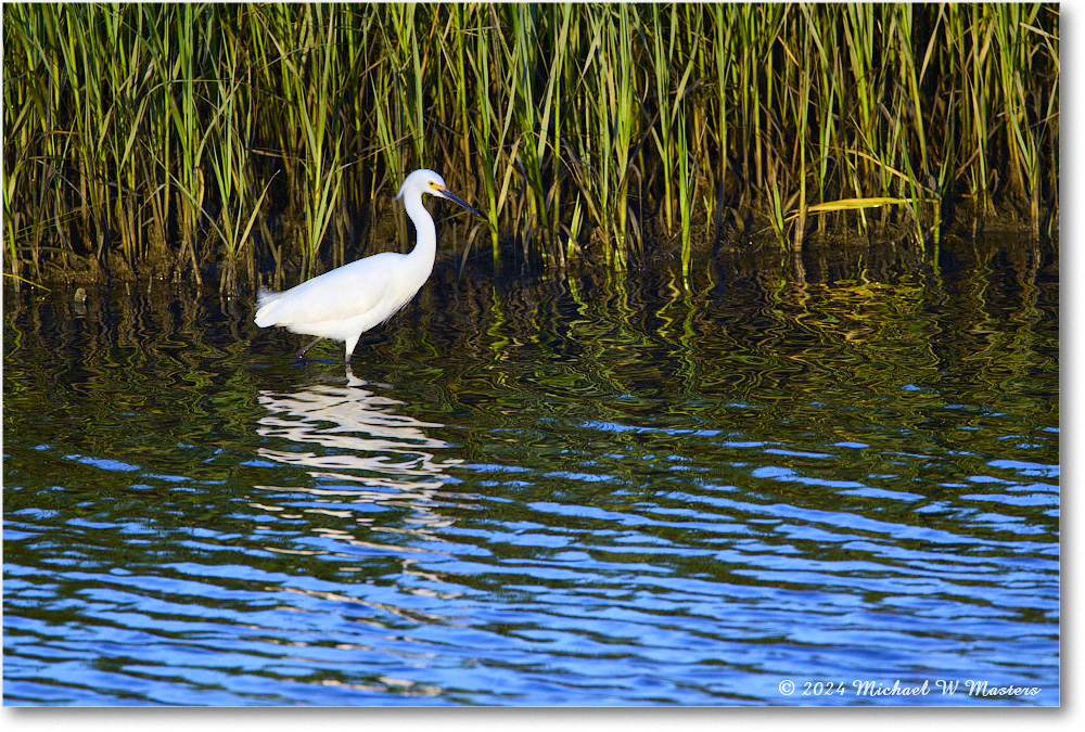 SnowyEgret_ChincoNWR_2024Jun_R5B28050