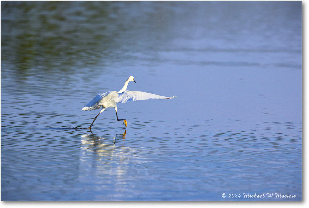 SnowyEgret_ChincoNWR_2024Jun_R5B29155