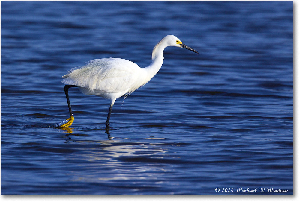 SnowyEgret_ChincoNWR_2024Jun_R5B29368