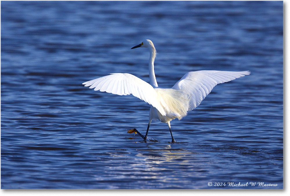 SnowyEgret_ChincoNWR_2024Jun_R5B29385