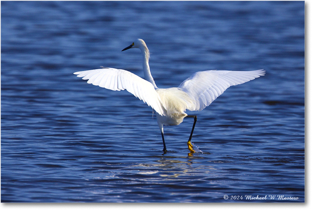 SnowyEgret_ChincoNWR_2024Jun_R5B29402