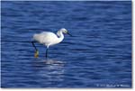 SnowyEgret_ChincoNWR_2024Jun_R5B29259