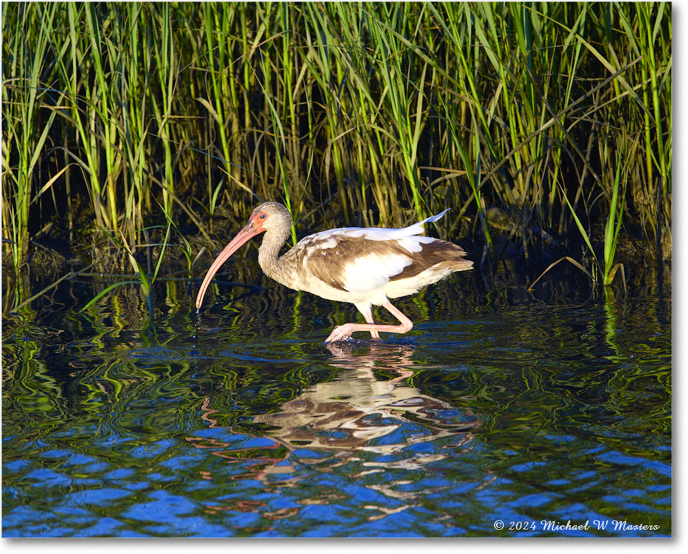 Snowy&Ibis_ChincoNWR_2024Jun_R5B28057