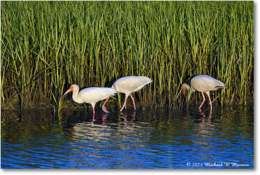 WhiteIbis_ChincoNWR_2024Jun_R5B28038