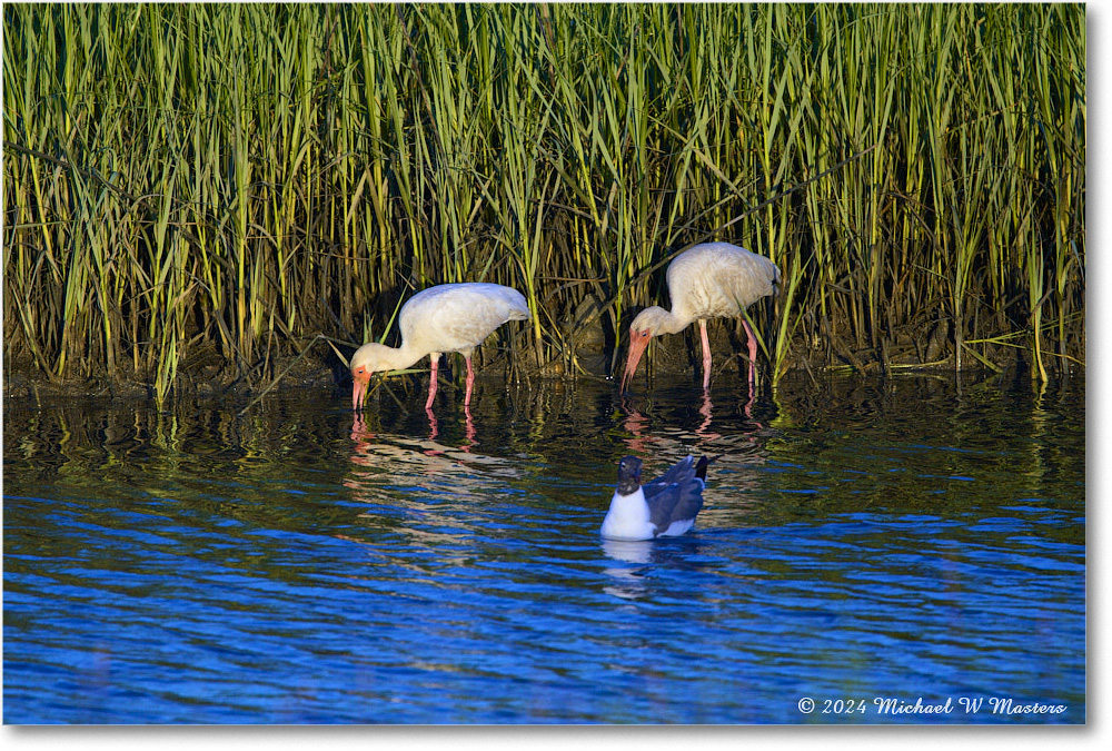 WhiteIbis_ChincoNWR_2024Jun_R5B28040