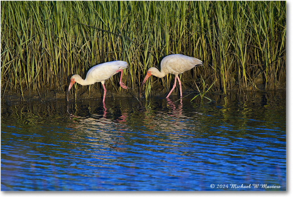 WhiteIbis_ChincoNWR_2024Jun_R5B28041