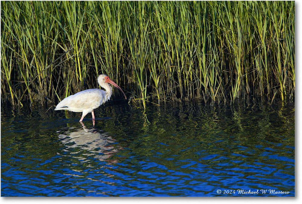 WhiteIbis_ChincoNWR_2024Jun_R5B28069