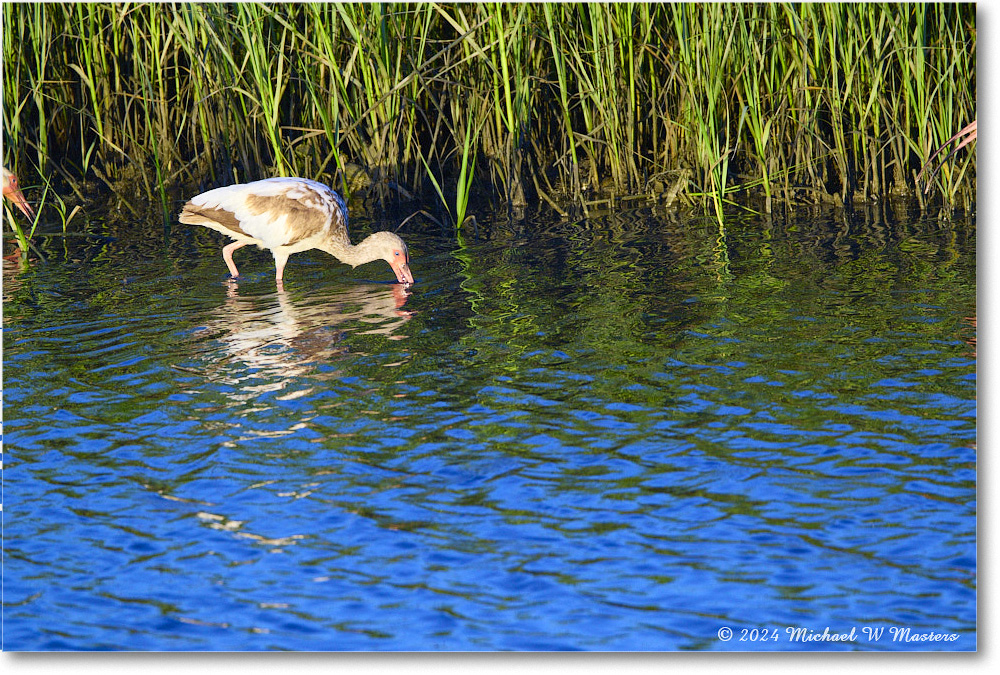 WhiteIbis_ChincoNWR_2024Jun_R5B28070