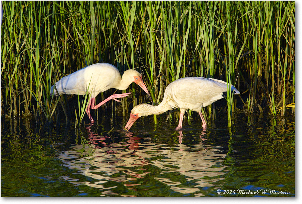 WhiteIbis_ChincoNWR_2024Jun_R5B28084