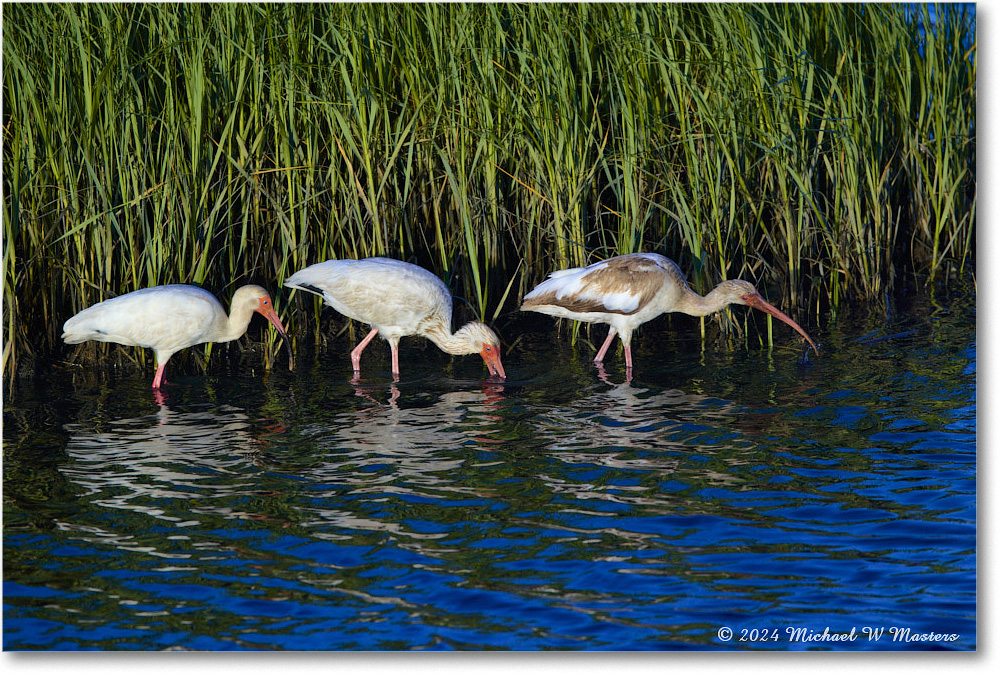 WhiteIbis_ChincoNWR_2024Jun_R5B28085